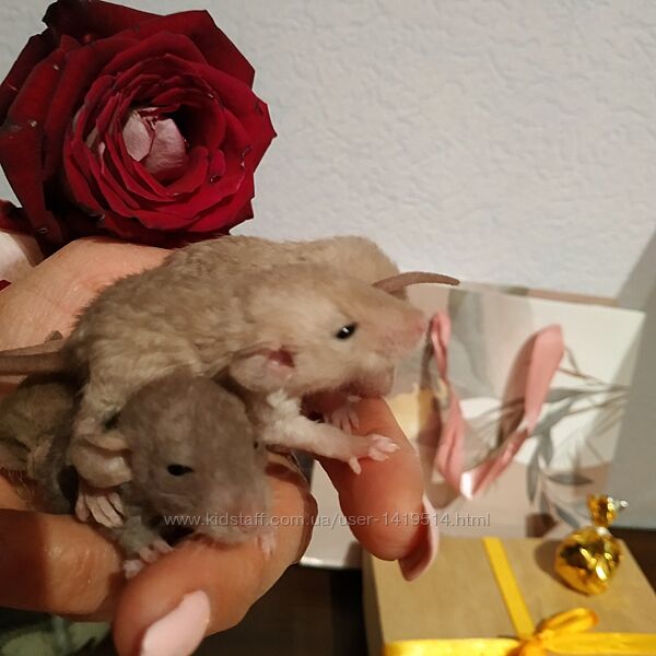 крысята дамбо породистые ручные крыски Купить в Харькове крысята крыса крыс