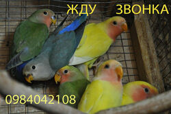 Волнистые попугаи неразлучники рисовые амадины клетки для птиц