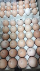 Яйце для інкубації Бройлера Кобб 500Угорщина