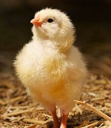 Інкубаційне яйце бройлера для інкубатора