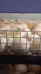 Інкубаційне яйце бройлера для інкубації