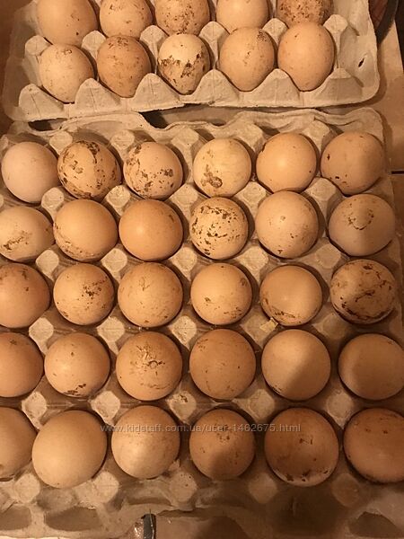 Інкубаційне яйце бройлера Кобб Україна 