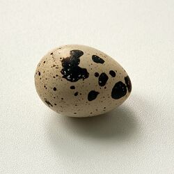 Інкубаційне яйце перепілки