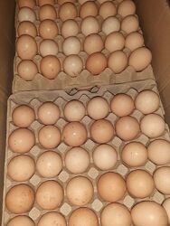 Інкубаційне яйце бройлера 