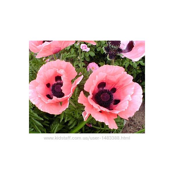 многолетники