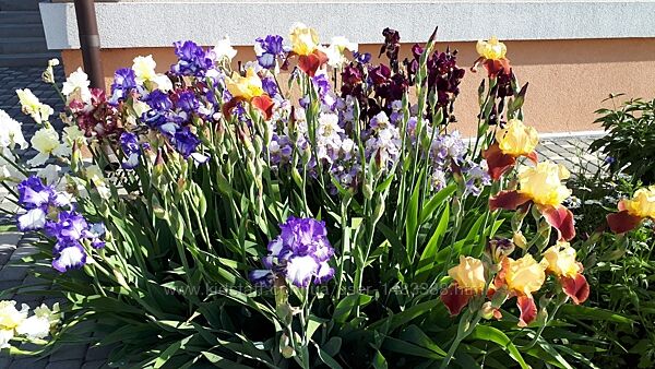 Ирисы