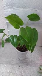 #1: 90 Бурле Маркс