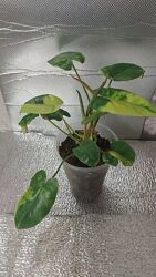 #2: 230 Бурле Маркс