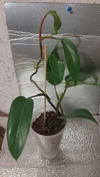 #4: червоніючий 90