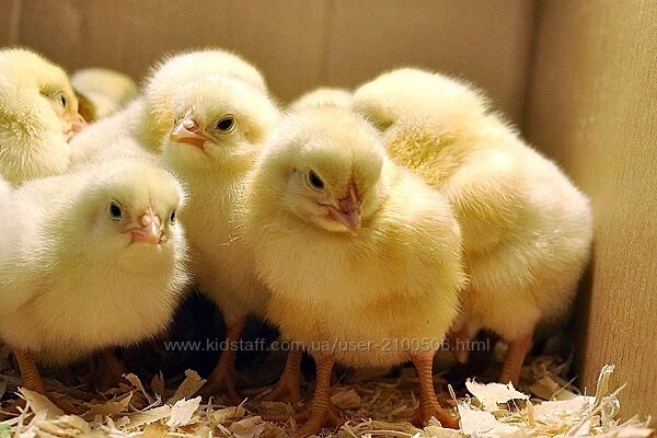 Кормовые суточные цыплята, натуральный корм для домашних животных