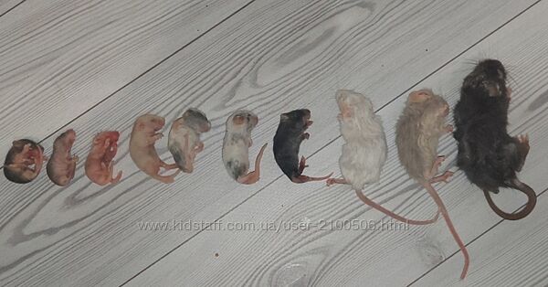 Кормовые мыши разного размера от 1 до 60 грам