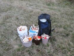 Мухомор красный для шаманов и для духовных практик.