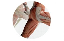 Елены Земсковой Константин Берман Мышцы теоретические и практические аспект