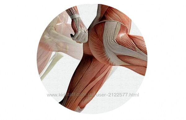 Елены Земсковой Константин Берман Мышцы теоретические и практические аспект