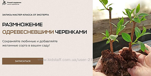 Умный садовник Владимир Задоркин - Размножение одревесневшими черенками