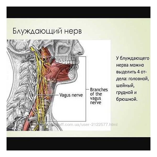 Игорь Атрощенко Методика мягкой мануальной терапии блуждающего нерва