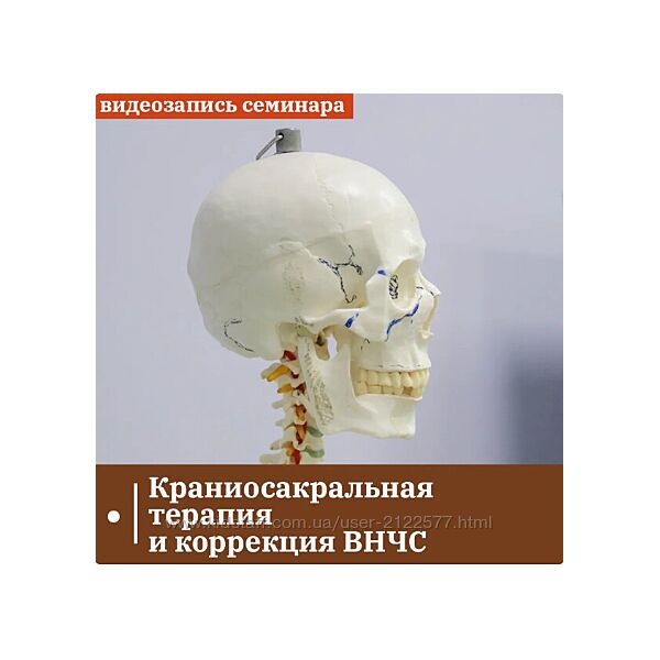 Григорий Крутов Краниосакральная терапия и коррекция ВНЧС 2024