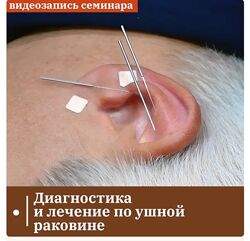 Владимир Кононов Диагностика и лечение по ушной раковине Лечение зависимост