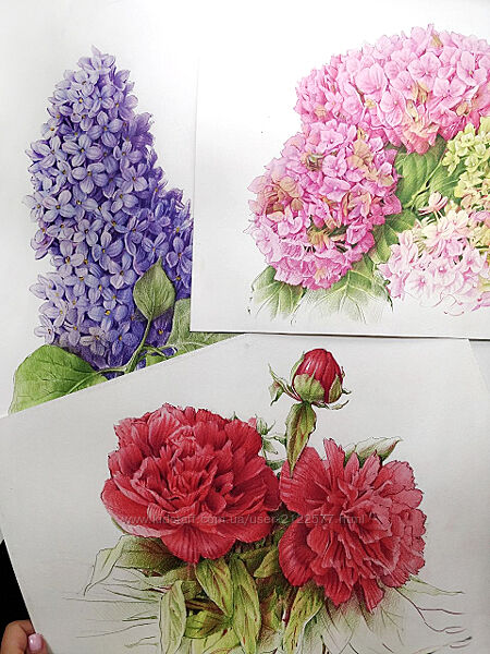 Евгения Щеглова Цветы цветными карандашами 2023
