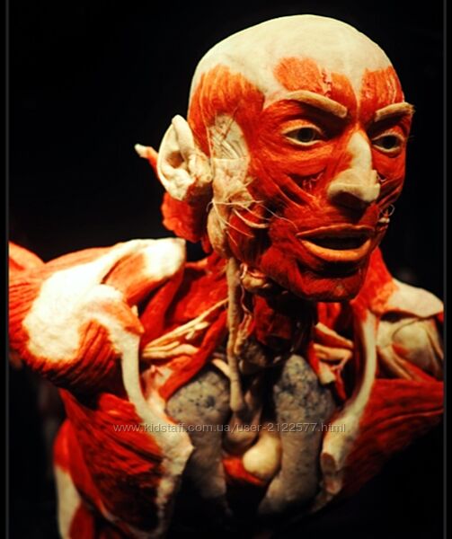 Алексей Федоров Функциональная прикладная анатомия 2023