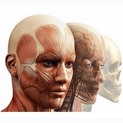 Константин Берман Анатомический ликбез 2023