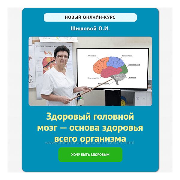 Ольга Шишова Здоровый головной мозг  основа здоровья всего организма 2024
