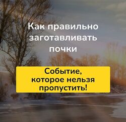 Школа Ольги Данилюк Сезон заготовки почек 2022