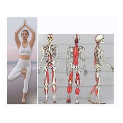 Ольга Енко Фасциальное высвобождение. Здоровое тело и молодое лицо