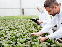 Инфоурок Методы, принципы и агротехника биологического земледелия 2024