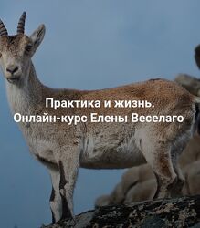 Елена Веселаго Практика и жизнь 2024 Ступень 1
