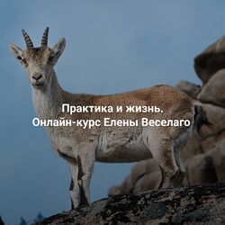 Елена Веселаго Практика и жизнь 2024 Ступень 2