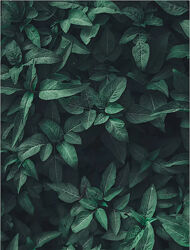 Онлайн-курс по гомеопатии для мам и пап Ольга Калитеевская