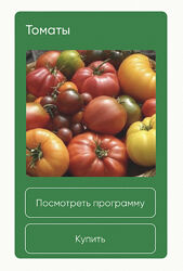 Анна Акинина  Томаты 2024