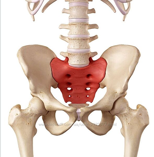 Сергей Лагода Работа с тазобедренным суставом 2024