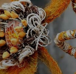 Inga Marita school Орхидея Инга-Марита