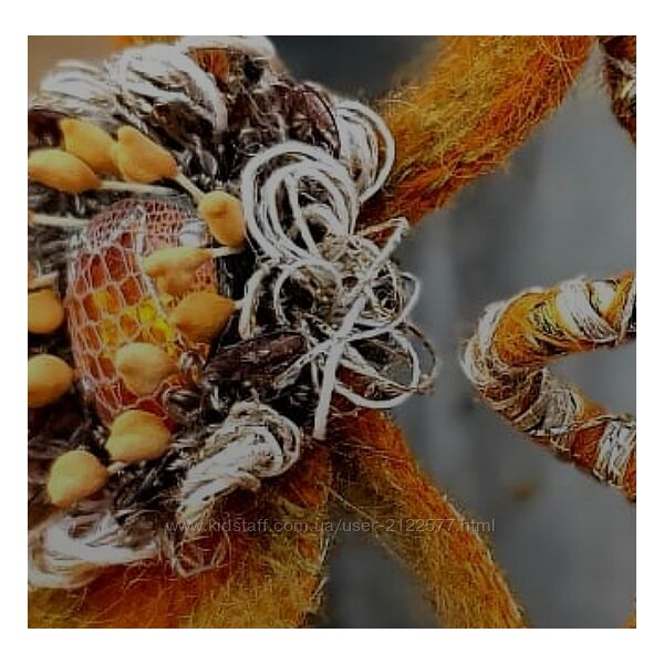 Inga Marita school Орхидея Инга-Марита