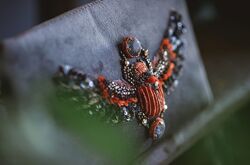 Inga Marita School Скарабей 2023