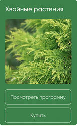 Хвойные растения Анна Акинина