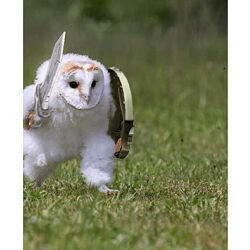 owlsova Инструкция по отзывам Avito даром почти 2024