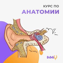Medforyou - школа медицины Курс по анатомии 2024