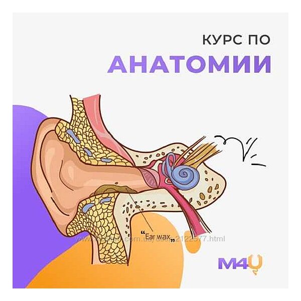 Medforyou - школа медицины Курс по анатомии 2024