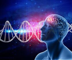 Юджиния Квант Эволюция мозга 1,4,5 семестр