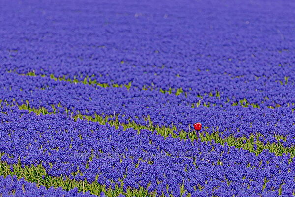 Елена Веселаго Особые дети