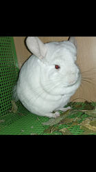 Хлопчик шиншила білорожевий носій фіолету, ангори та сапфіру