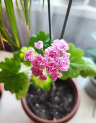 Пеларгония розебудная молодая сейчас цветет