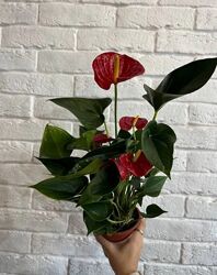 Антуриум крупные цветоносы