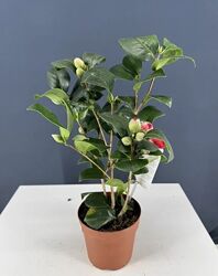 Камелия с бутонами