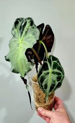 Алоказия Веном практически взрослое растение