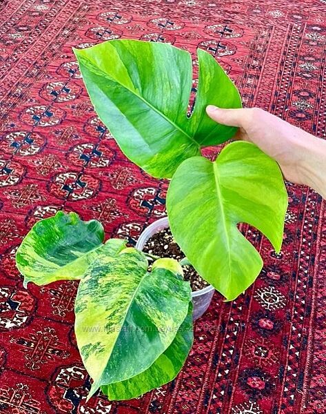 Монстера крупная с желтой вариегатностью на листьях