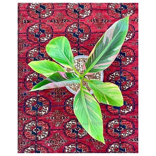 Мусо нона розовый вариегатный